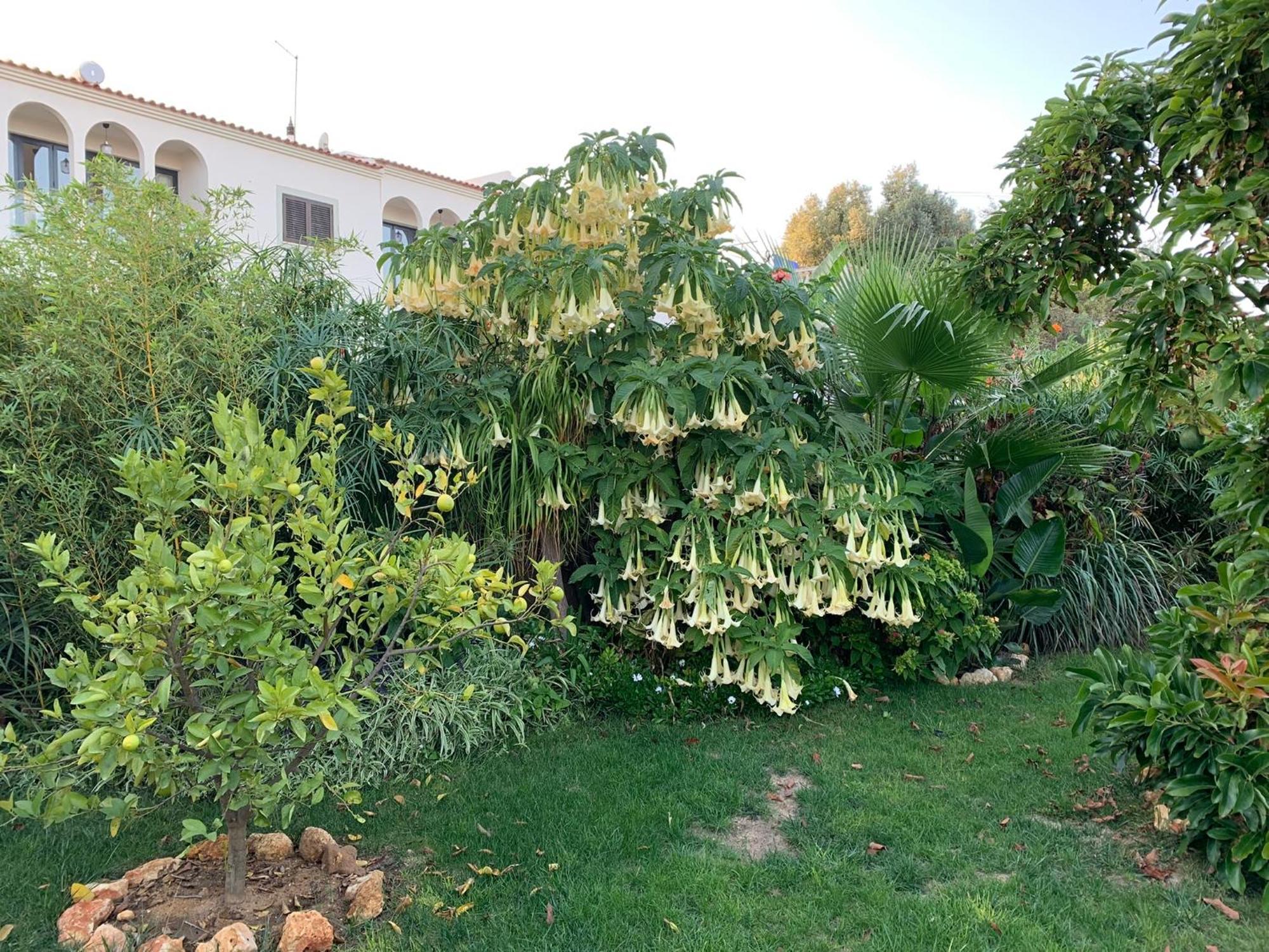 A Tranquil Garden Apartment, Carvoeiro - Benagil 외부 사진